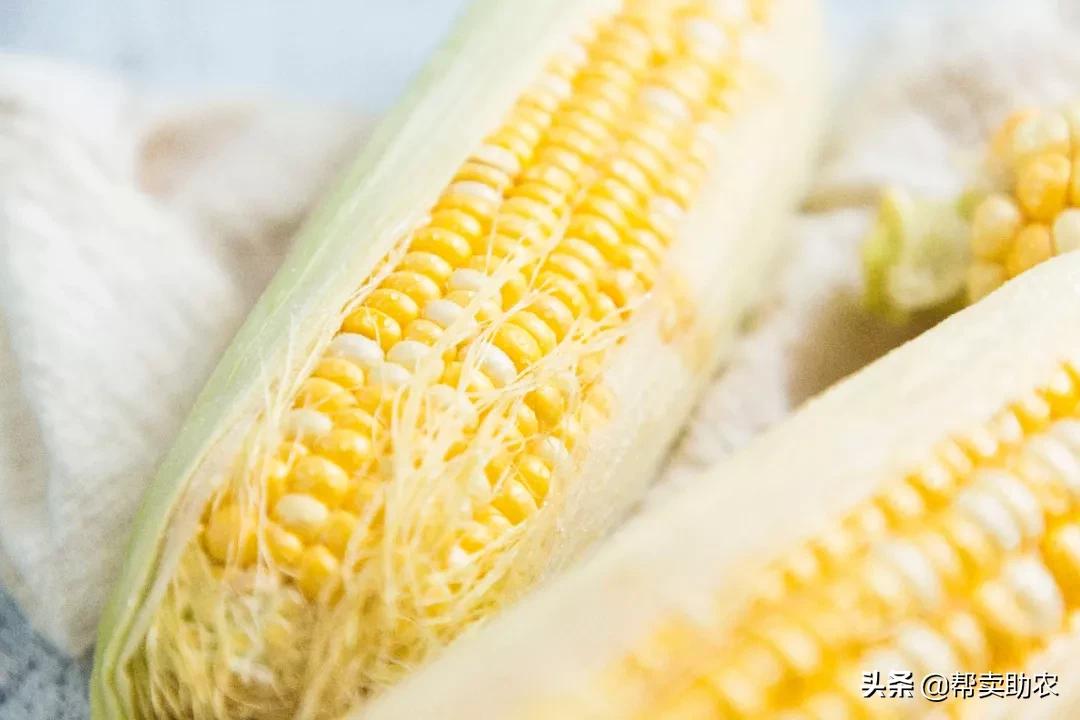 正宗爆浆水果玉米,甜脆水果玉米爆浆