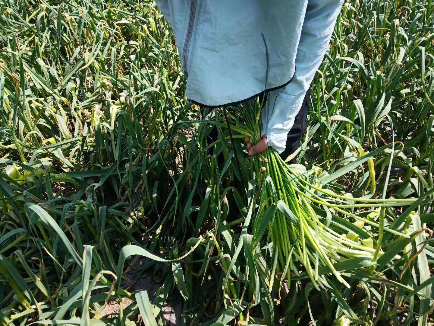 防野兔啃豆苗方法,种黄豆有兔子吃怎么办