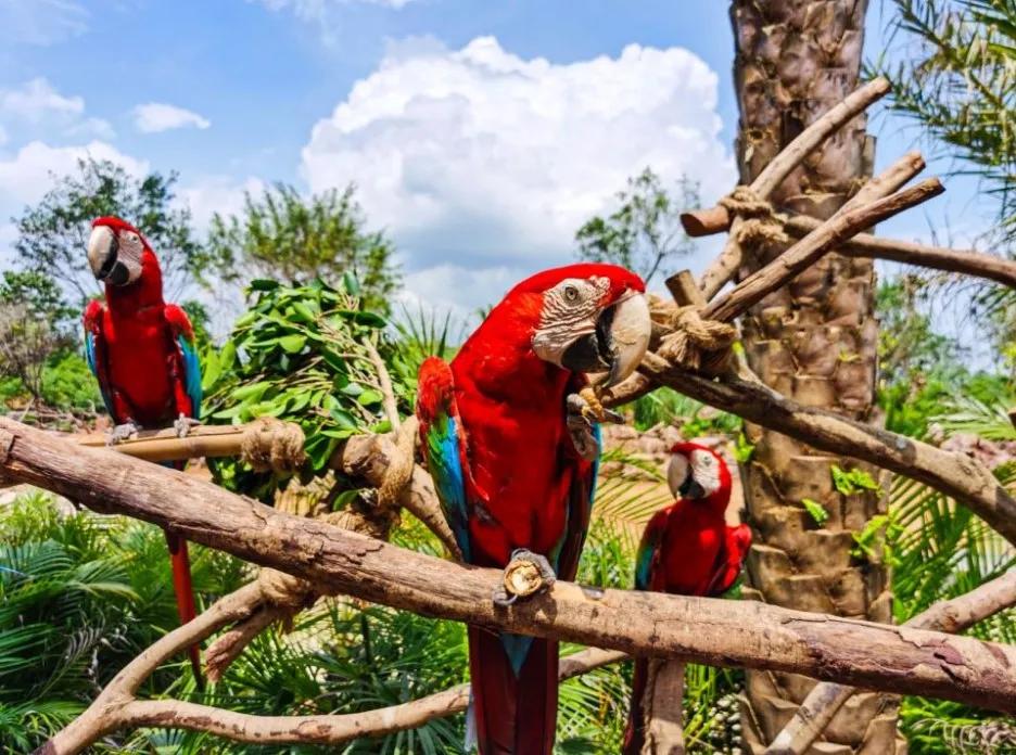 选址南宁再出发，打造珠海长隆的那个人还能再创“神话”吗？