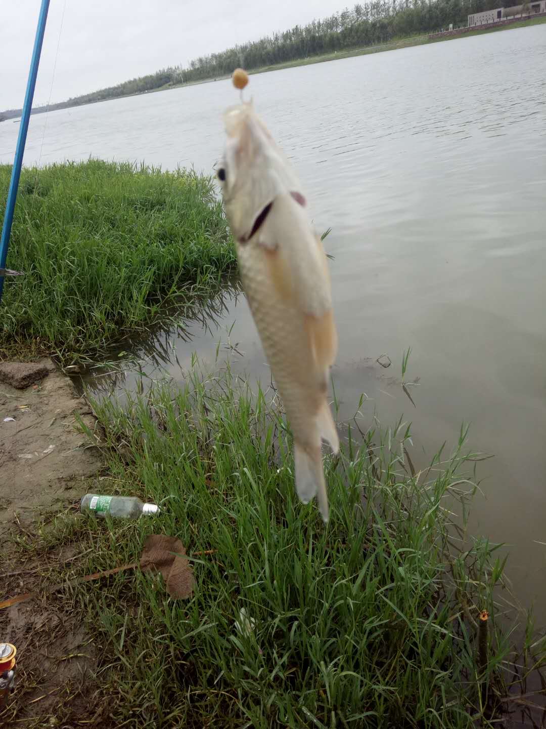 野钓4到6斤鲤鱼钩子选择,钓鲤鱼五斤左右鱼用几号新关东钩