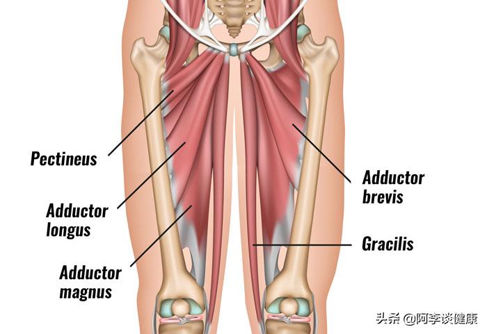 练内收肌腹股沟疼,腿腹股沟韧带拉伤了能做内收肌吗