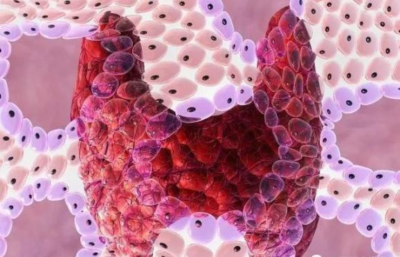 糖皮质激素对促甲状腺激素的影响,甲状腺激素对人体各方面的影响