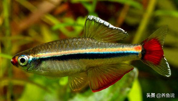 国家二级保护鱼类小型淡水鱼,国家二级保护动物的鱼有哪些