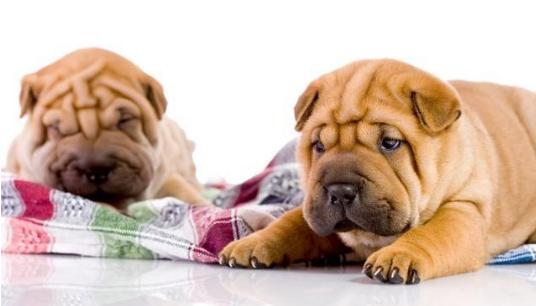 盘点7种出名的中华田园犬,颜值高的几种中华田园犬