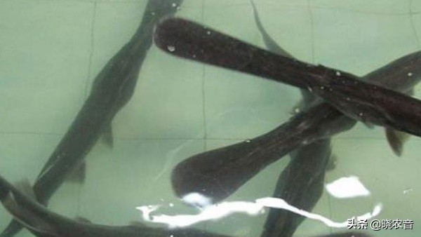 鸭嘴鲟鱼苗,鸭嘴鲟每斤多少钱