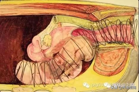 难产母猪助产教程,母猪难产助产六大技巧