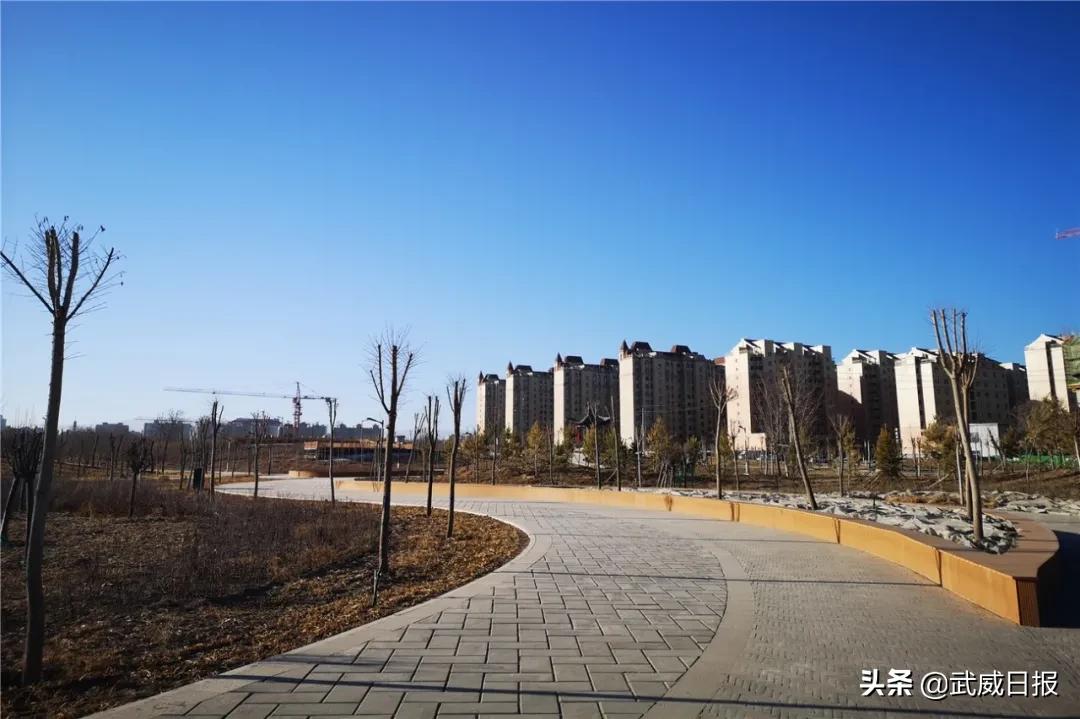 嘘！听说武威有棵树，四个人都抱不住