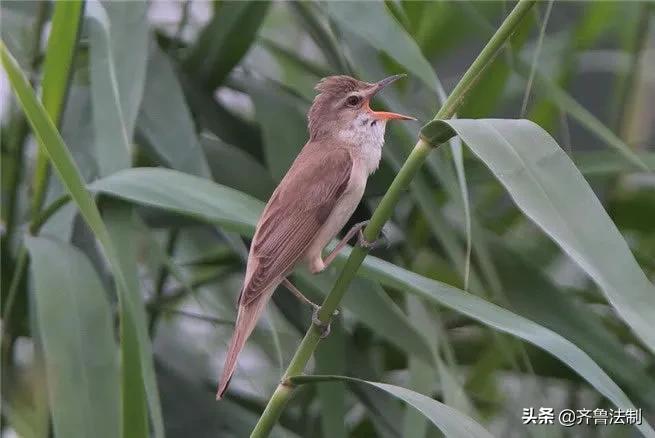 爱它，就请放过它青岛检察院就一起非法狩猎野生鸟类案提起诉讼