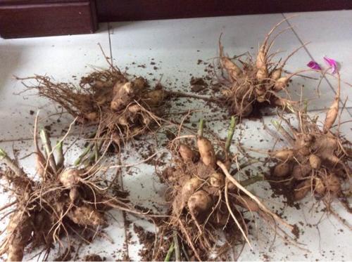 大丽花发芽到开花多久,种植大丽花发芽以后怎样养护