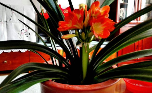 水果皮厨余垃圾是怎么变成肥料的,香蕉皮用来养花的几大作用