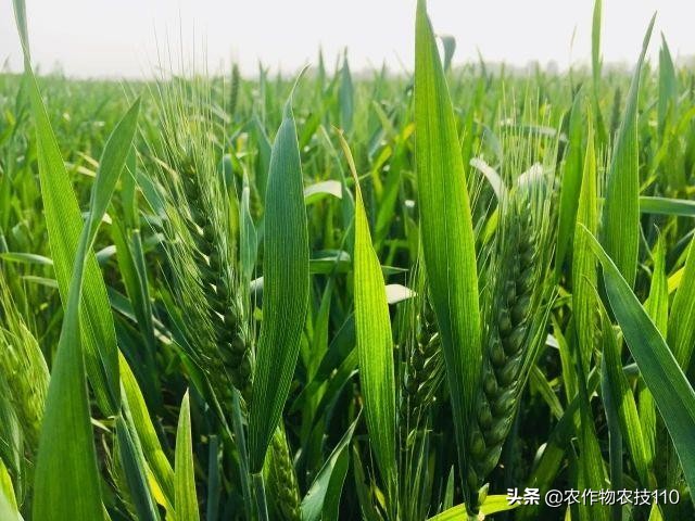 赤霉病在麦粒上的表现,小麦赤霉病麦粒什么样