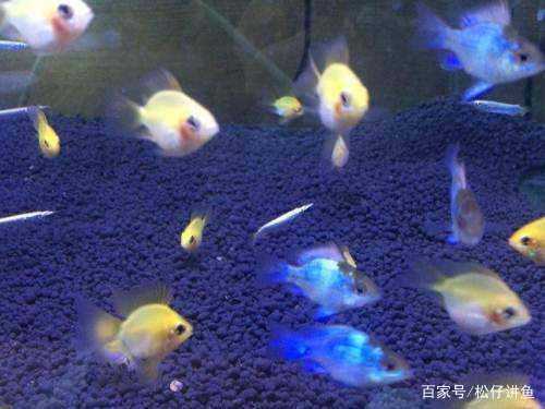 新手养凤尾短鲷注意什么,养金波子技巧和方法