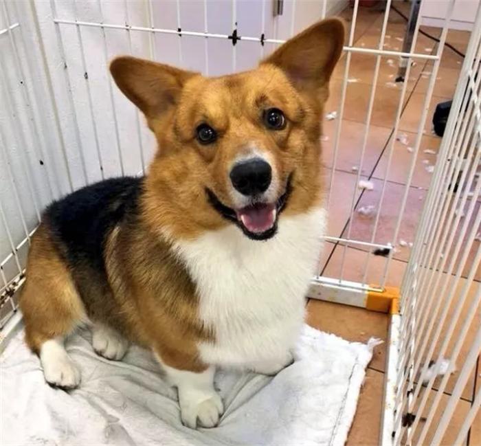 柯基来大姨妈老是护食,柯基护食咬人纠正视频