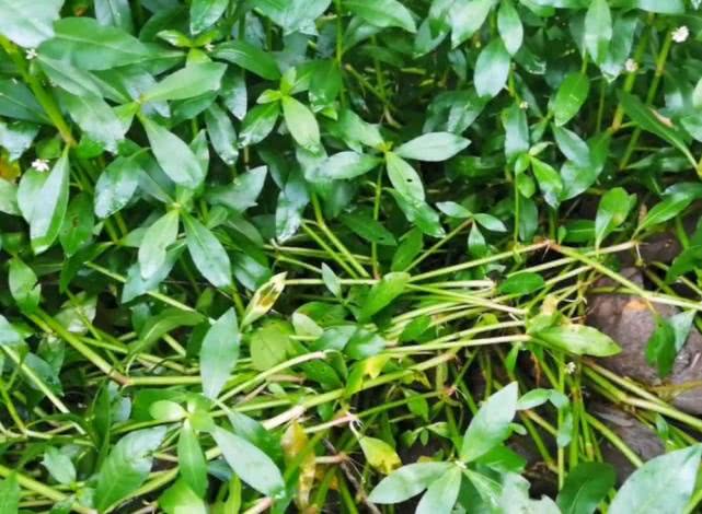 农村田里长草怎么办,农村蔬菜种植基本知识