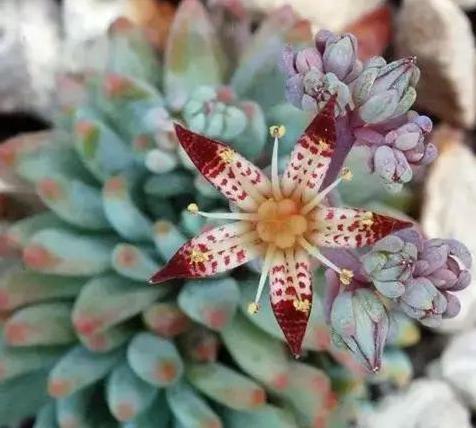 多肉植物开花了要不要剪掉,多肉植物山地玫瑰开花了怎么养殖