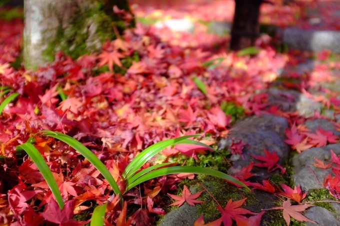 京都赏枫2022,京都赏枫必去景点有哪些好玩的