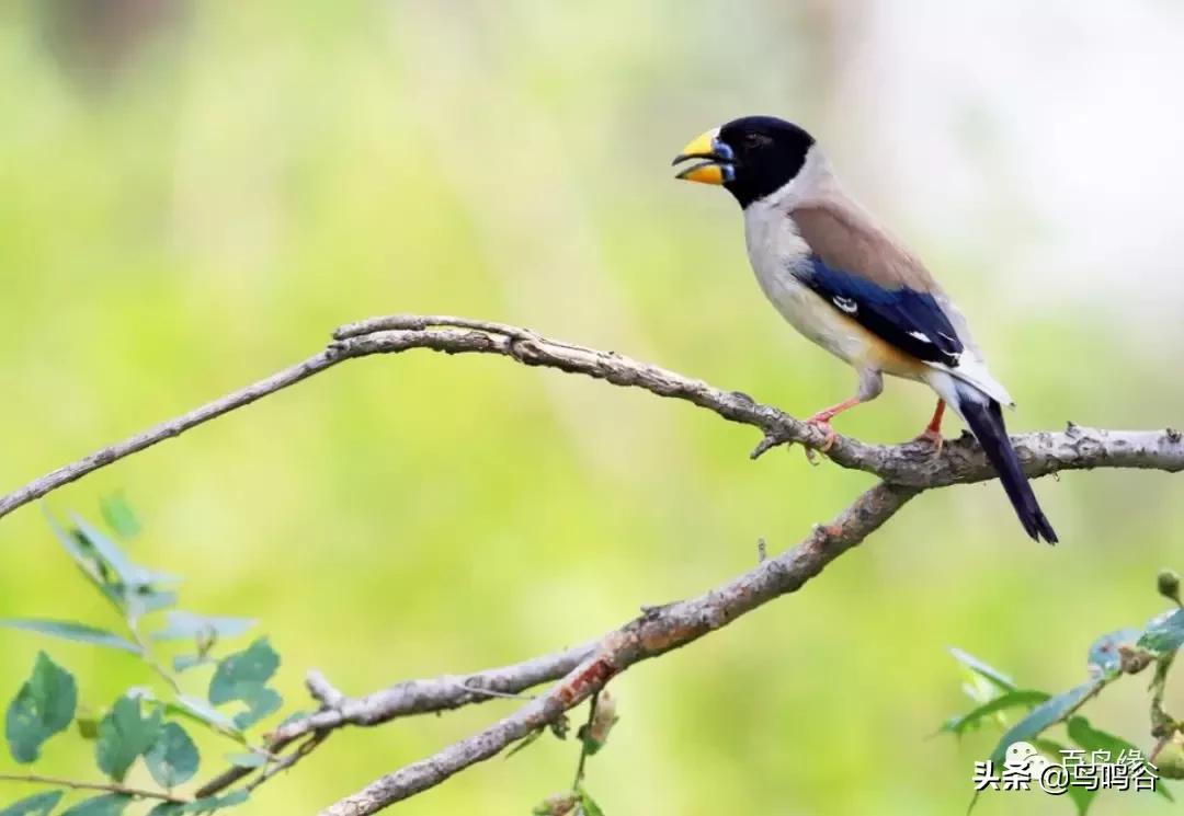 蜡嘴鸟训练技术视频大全,蜡嘴鸟多大开始训
