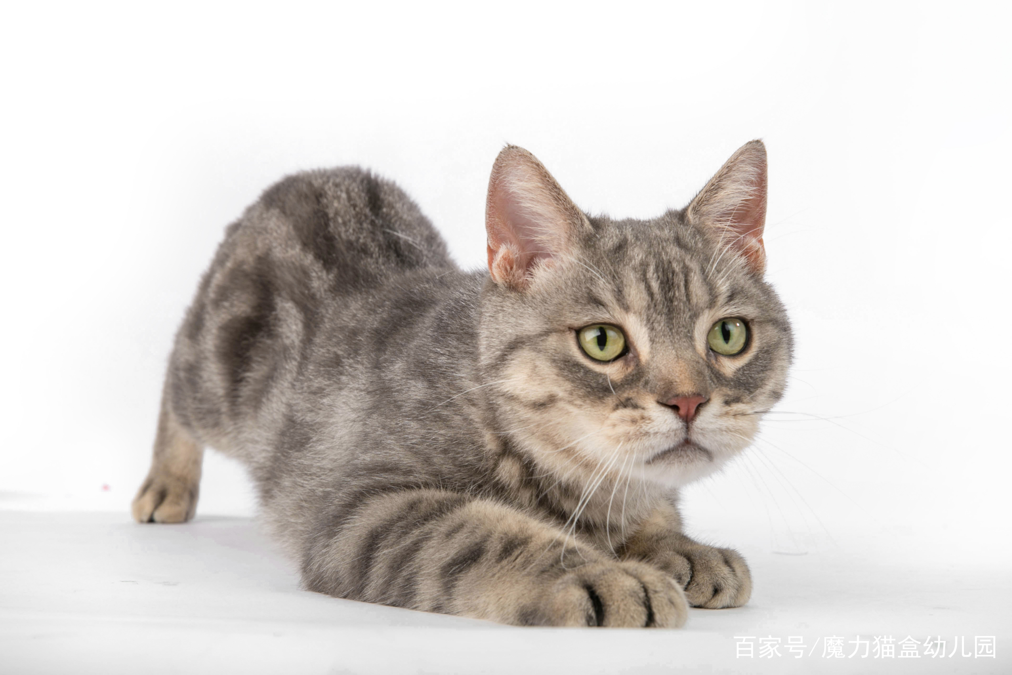 被猫咪抓伤出血怎么处理,脸被猫咪抓伤怎么处理才不会留疤