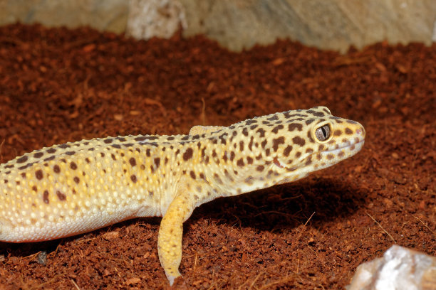 小朋友养了一个超级小的豹纹守宫,饲养可爱又呆萌傻傻的豹纹守宫