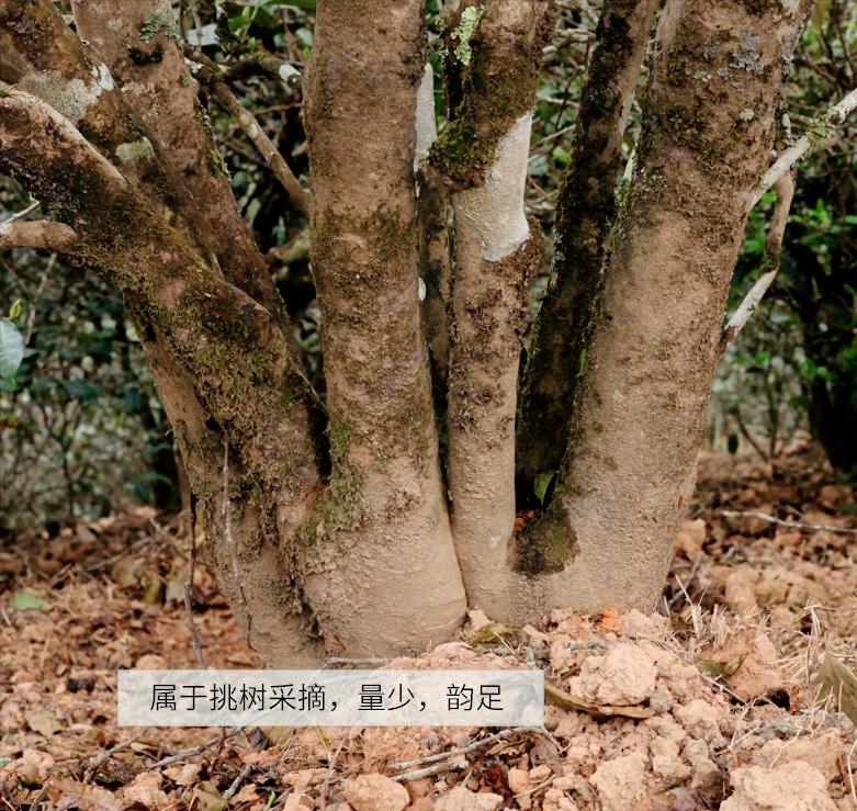 临沧岔箐古树普洱茶特点,梅子箐大树普洱茶的特点