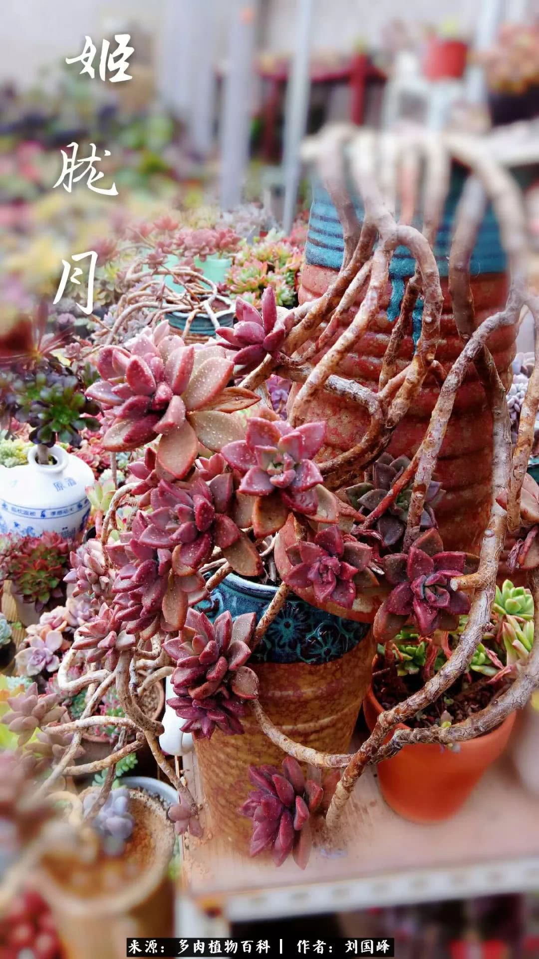 七百元打造的多肉王国，你还缺什么？