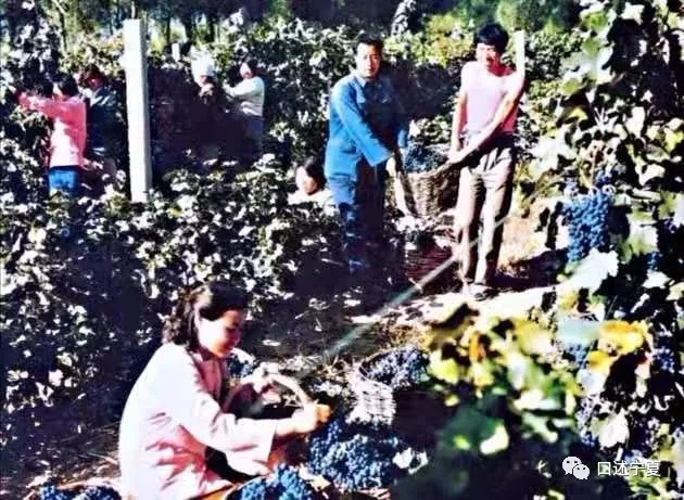 宁夏农垦创业时期的大中专学生,上