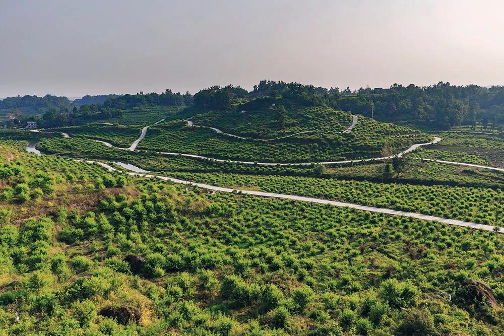 重庆市垫江县鹤游坪,垫江鹤游坪古镇