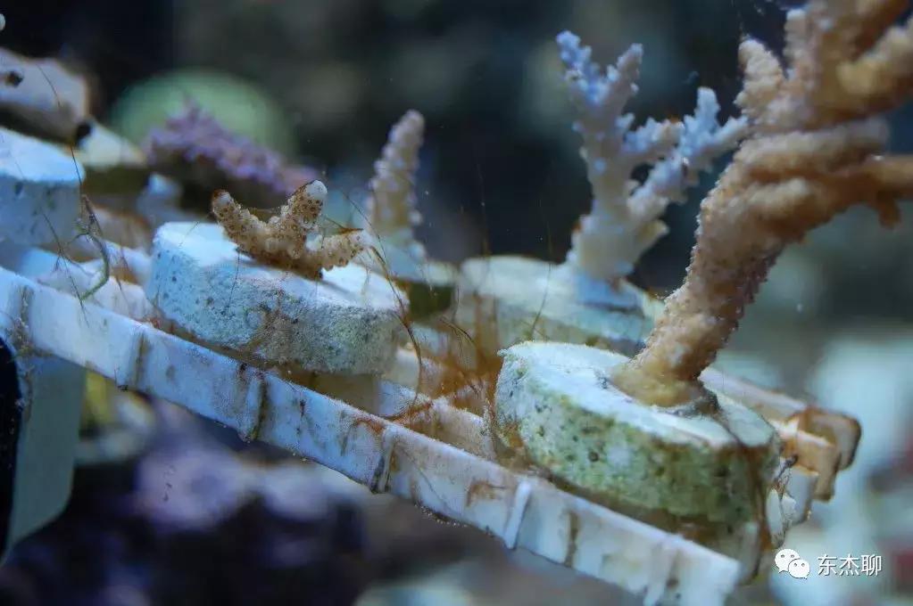 海缸的丝藻是褐色的,海缸控磷