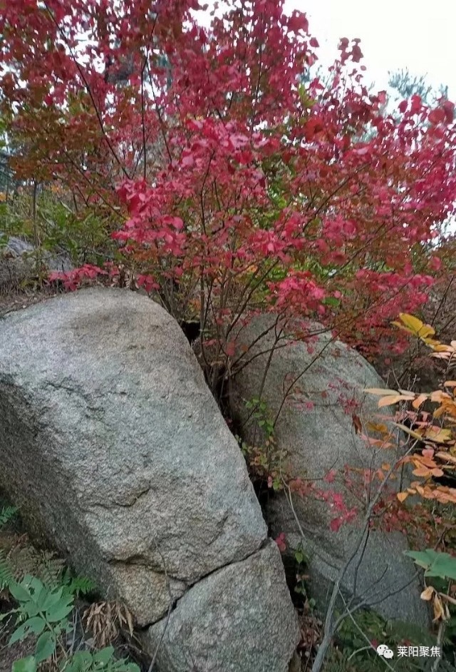 莱阳市御龙湾地址,莱阳御龙湾哪年开始建