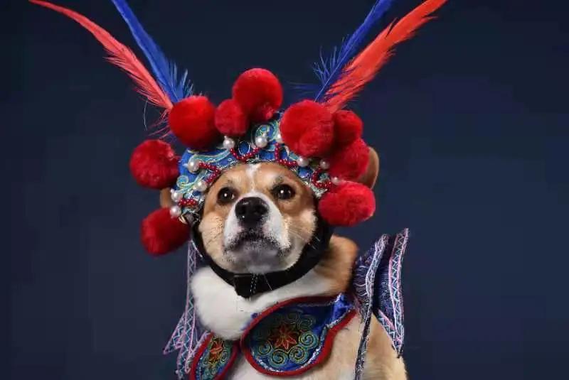 男生猛犬穿女装,男生细狗穿女装