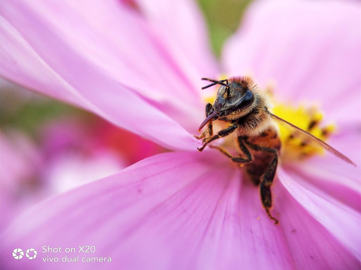 手机云台稳定器360度智能跟拍神器,教你用手机拍出摄影大师的照片
