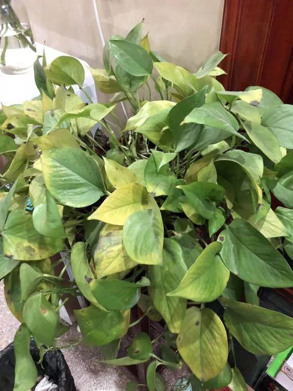 绿萝黄叶的原因及解决方法,绿萝黄叶的原因和解决方法