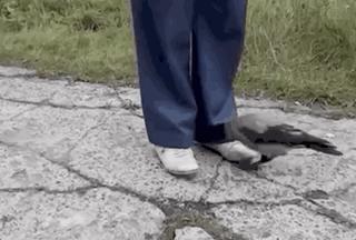 ofo戴威翻盘,ofo新套路