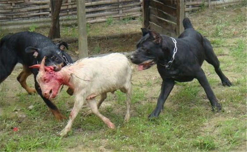 卡斯罗犬为什么不建议养,卡斯罗犬战斗力如何