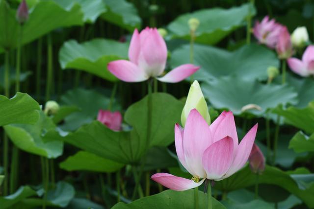 怎样才能遇见好领导,领导必学的5个技巧是什么