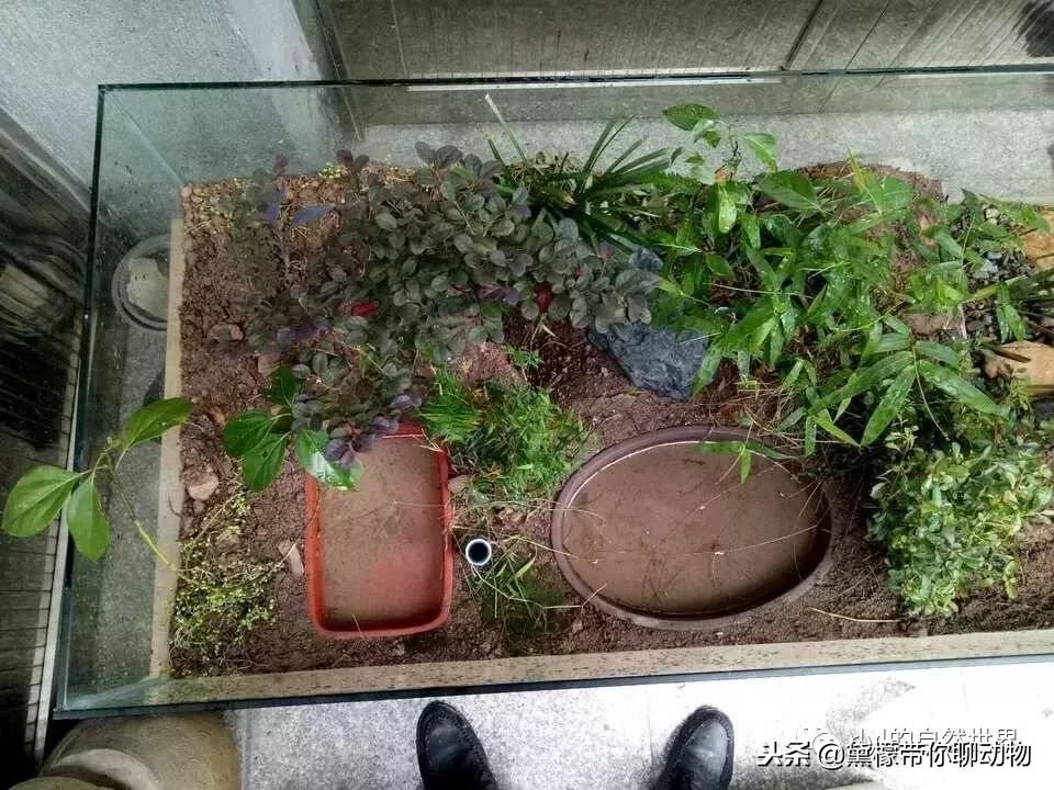 丛林造景黄缘龟池设计图大全,龟宝宝黄缘龟生态缸造景教程