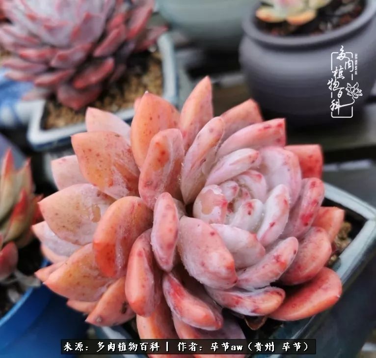 有多少次的会心一笑，全因多肉！那是一种心间流出的甜