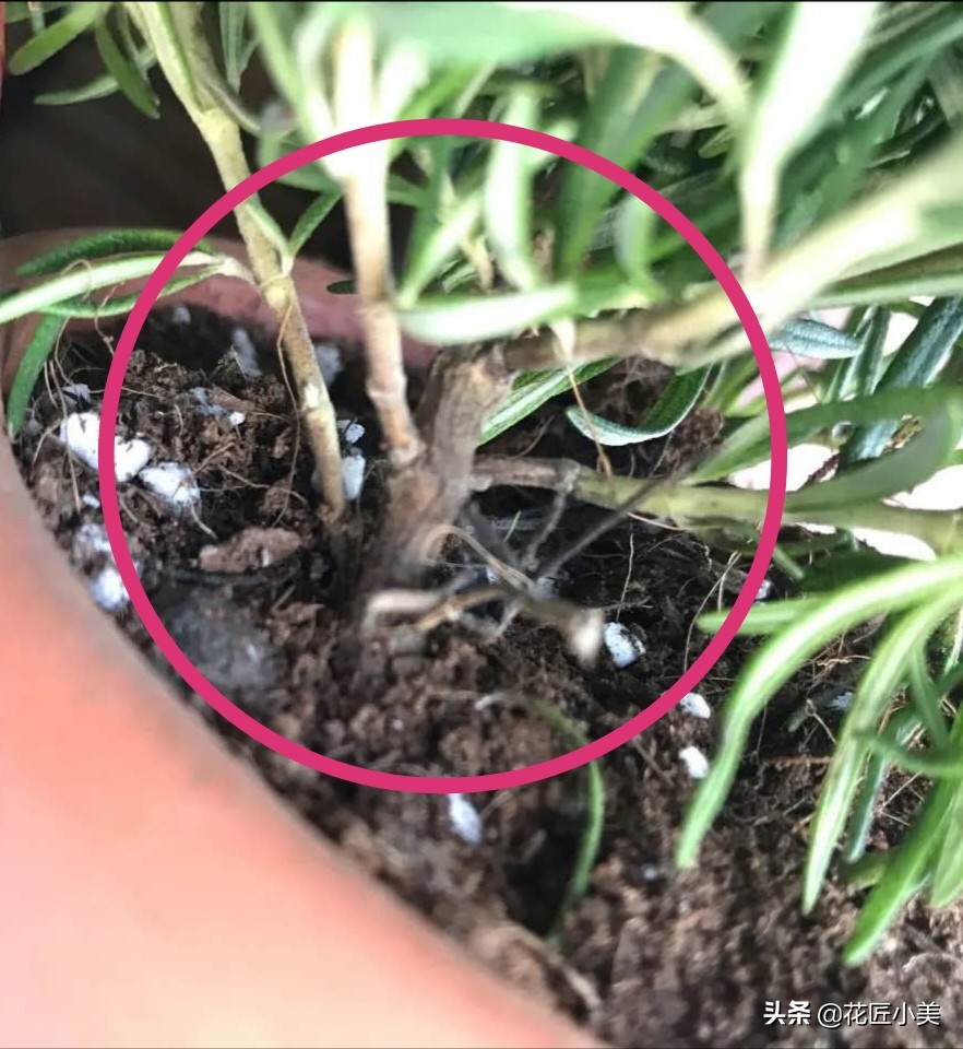 可食用迷迭香盆栽养殖,迷迭香盆栽好养活