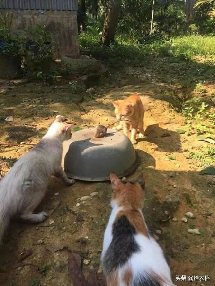 女生一定要穿安全裤吗,女生关于安全裤的重要性