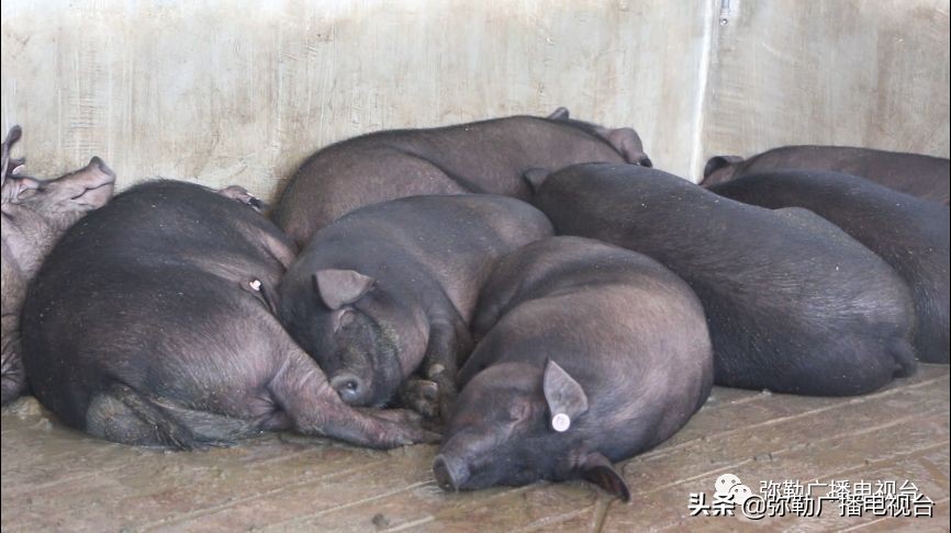 赞！弥勒这几家公司：减免摊位费，免费送餐、送菜，送消毒水...