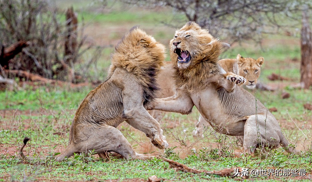 老虎比雄狮厉害但是还是会退让,最凶猛的老虎对最凶猛的雄狮对决