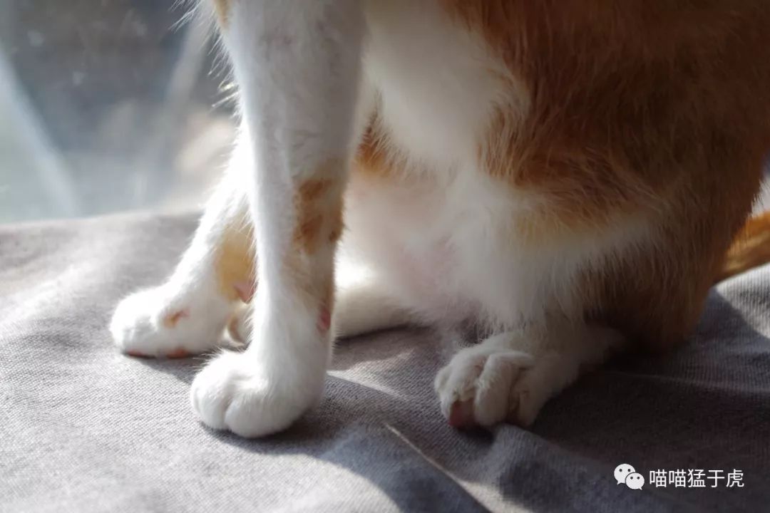 治疗猫咪抑郁症的四个方法图,猫抑郁的最佳治疗方法