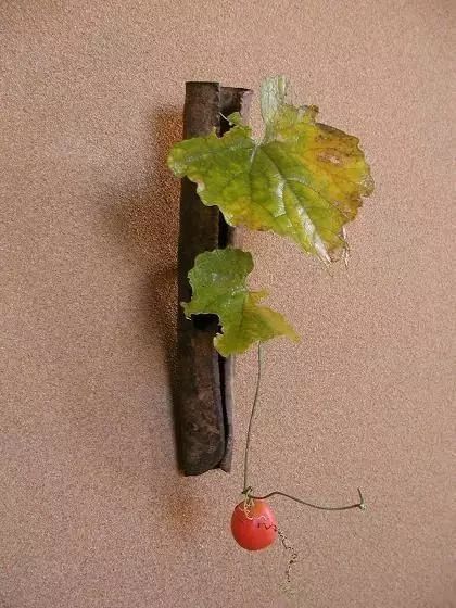 教你怎么学插花,小白零基础怎么学插花