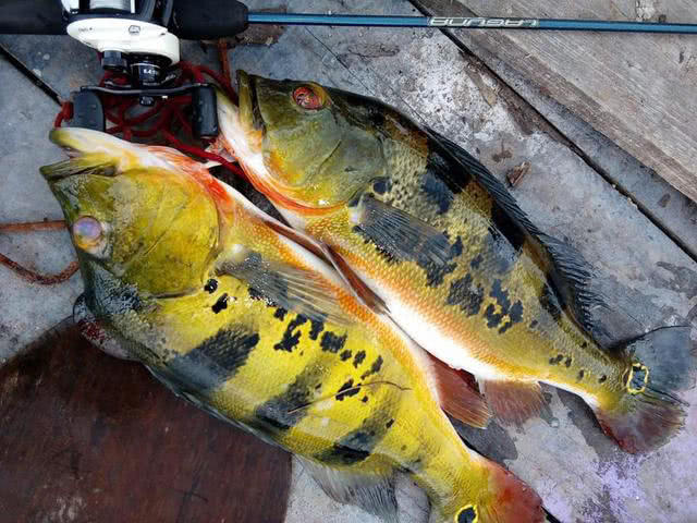 孔雀鱼凶猛,美丽凶猛观赏鱼