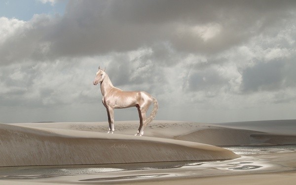 汗血宝马真的出汗流血吗,汗血宝马真的能日行千里吗