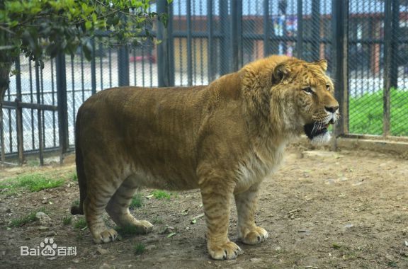 彪是什么？来看看你所不知道的东西系列（第九集）