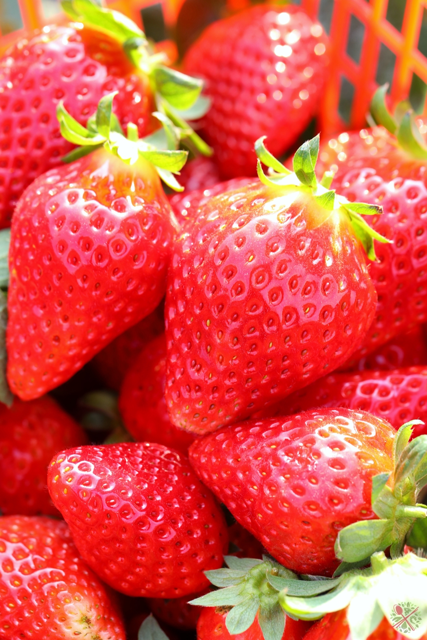 广东人过年必吃的青菜,广东人年夜饭必有的一道菜