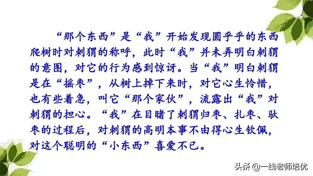 带刺的朋友三年级上册,三年级语文带刺的朋友课文知识点