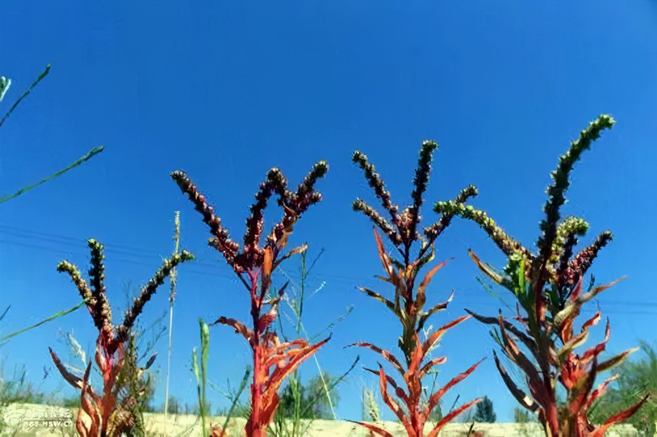 赶黄草喝酒,喝酒了能不能喝赶黄草
