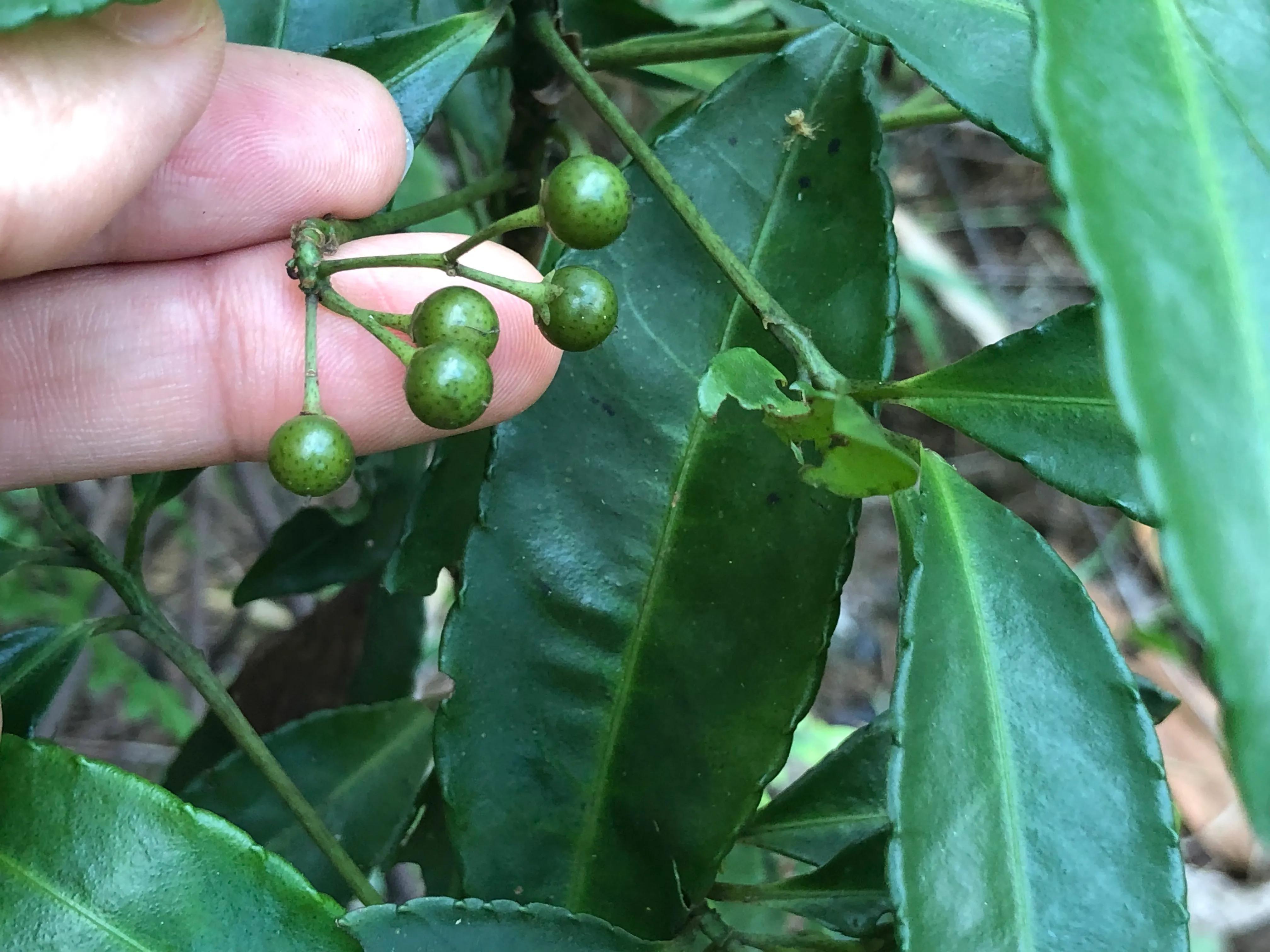 娣卞北鑰佹灄閲庤彍妞嶇墿,鍘诲璁垮北闂寸殑閲庣敓鏈崏妞嶇墿